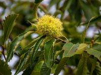 Frucht der Esskastanie in der Serra da Marofa
